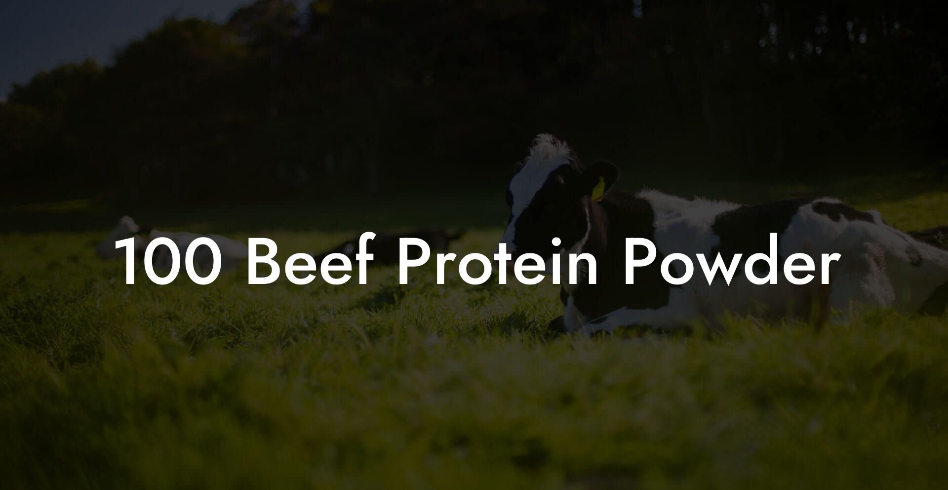 100 Beef Protein Powder