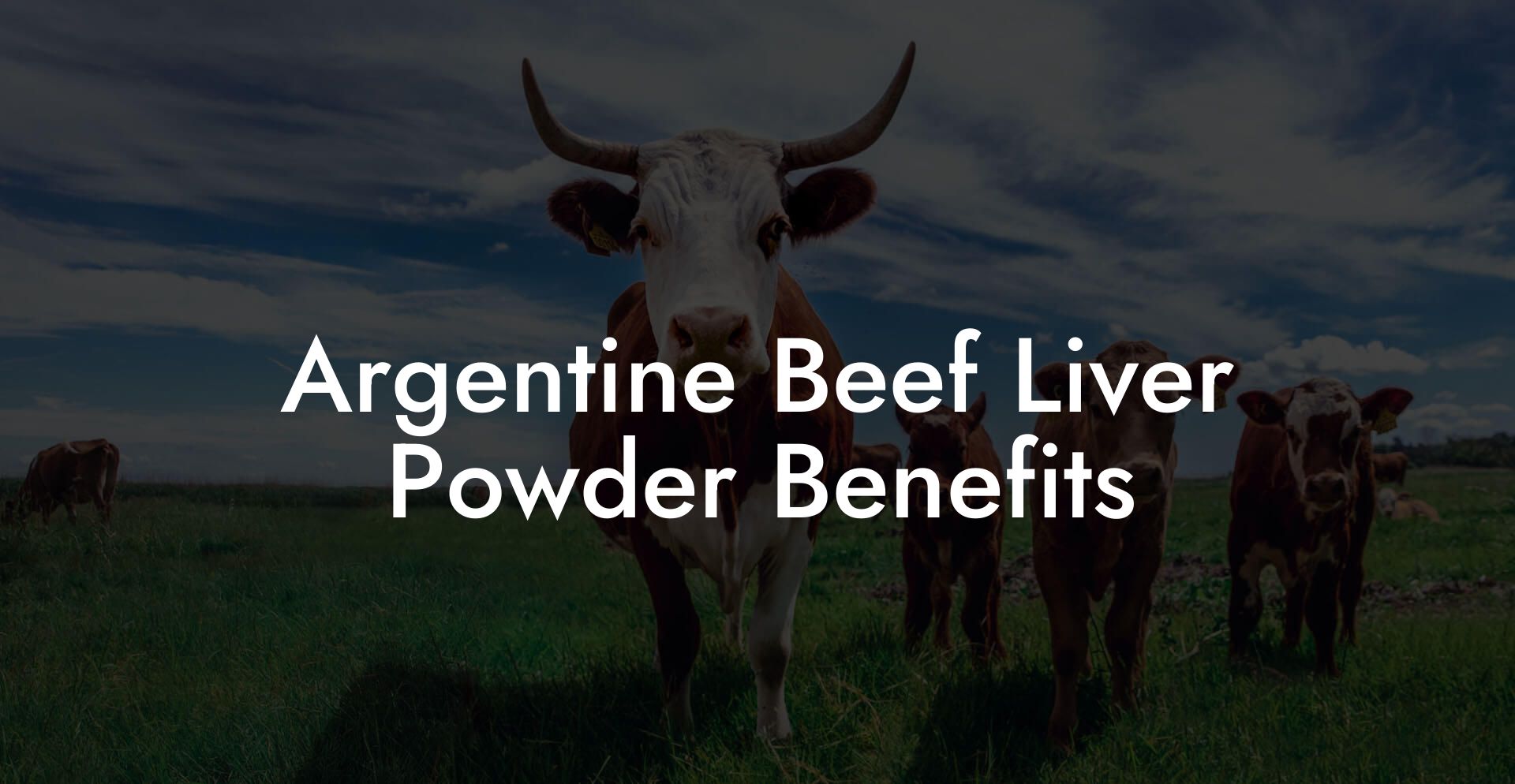 Argentine Beef Liver Powder Benefits