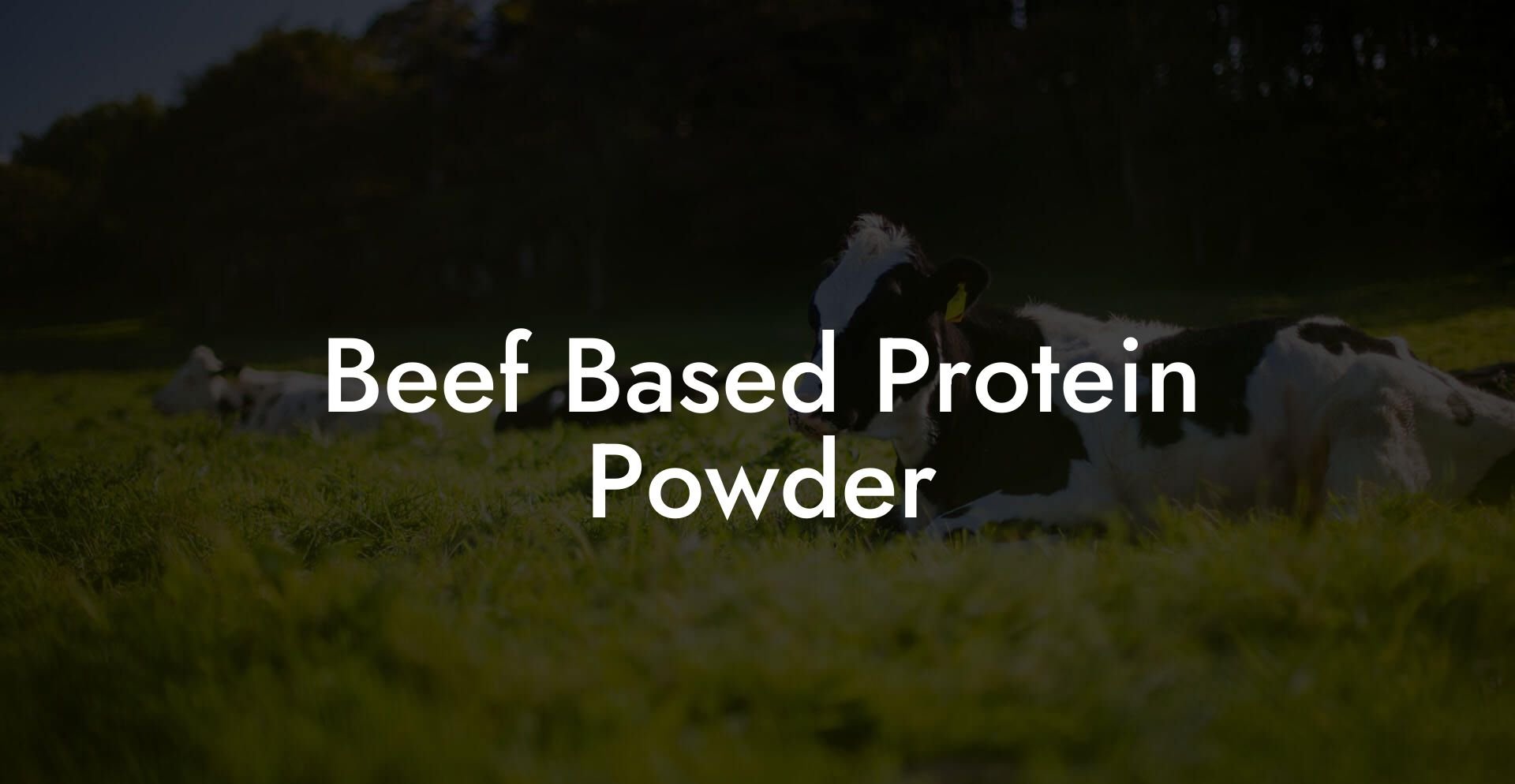 Beef Based Protein Powder