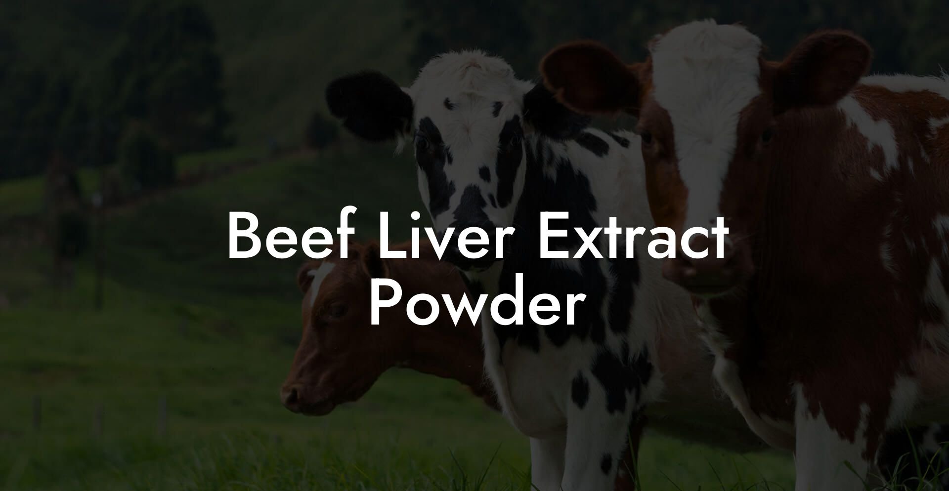 Beef Liver Extract Powder