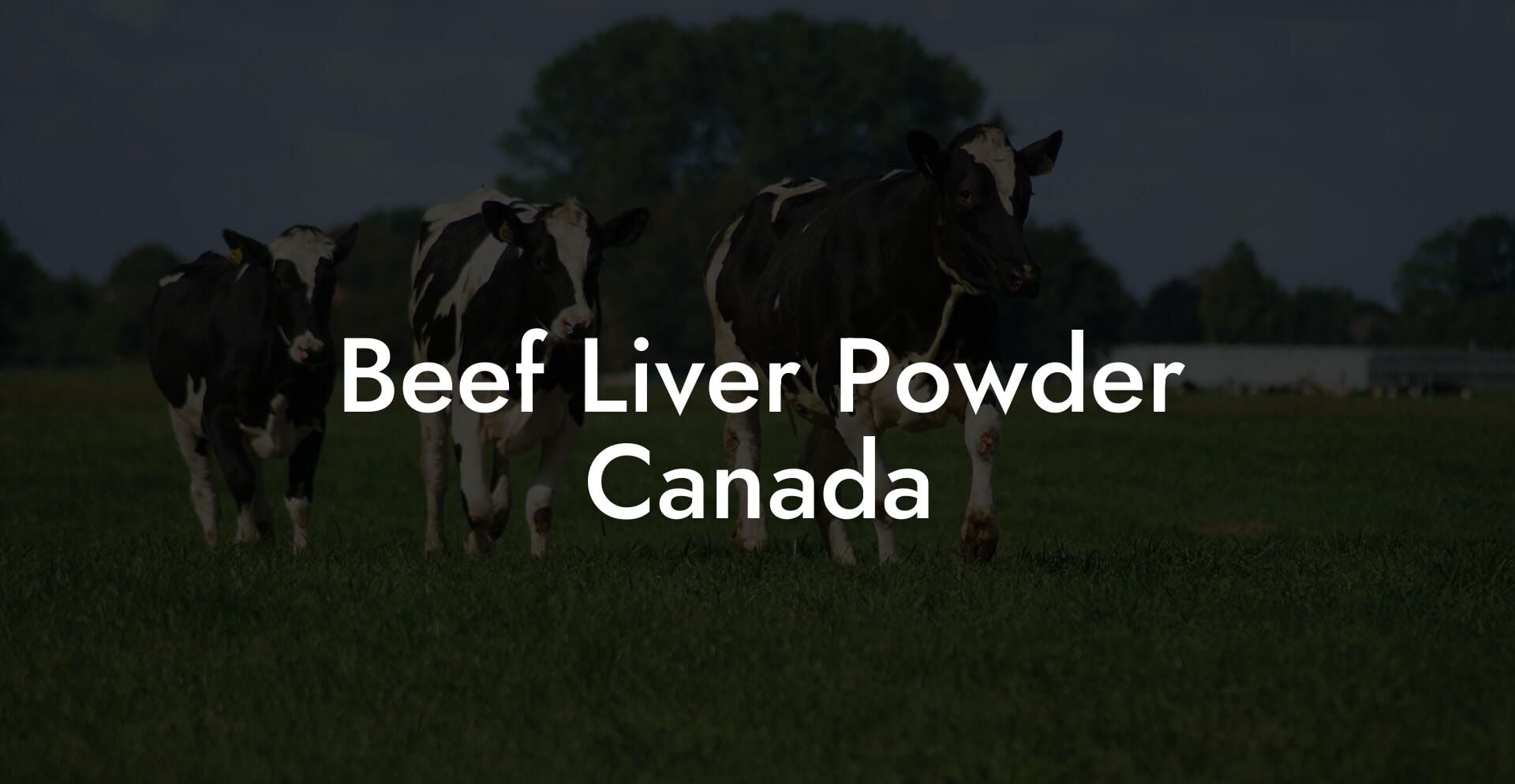 Beef Liver Powder Canada