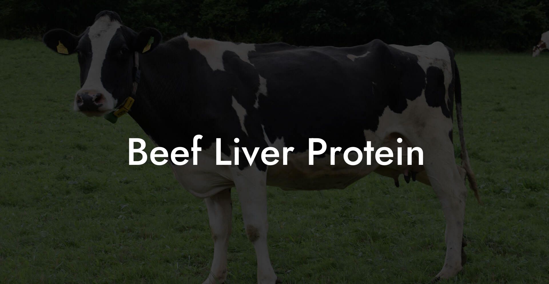 Beef Liver Protein
