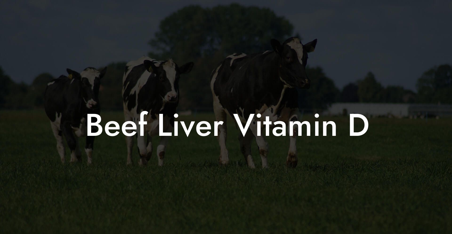 Beef Liver Vitamin D
