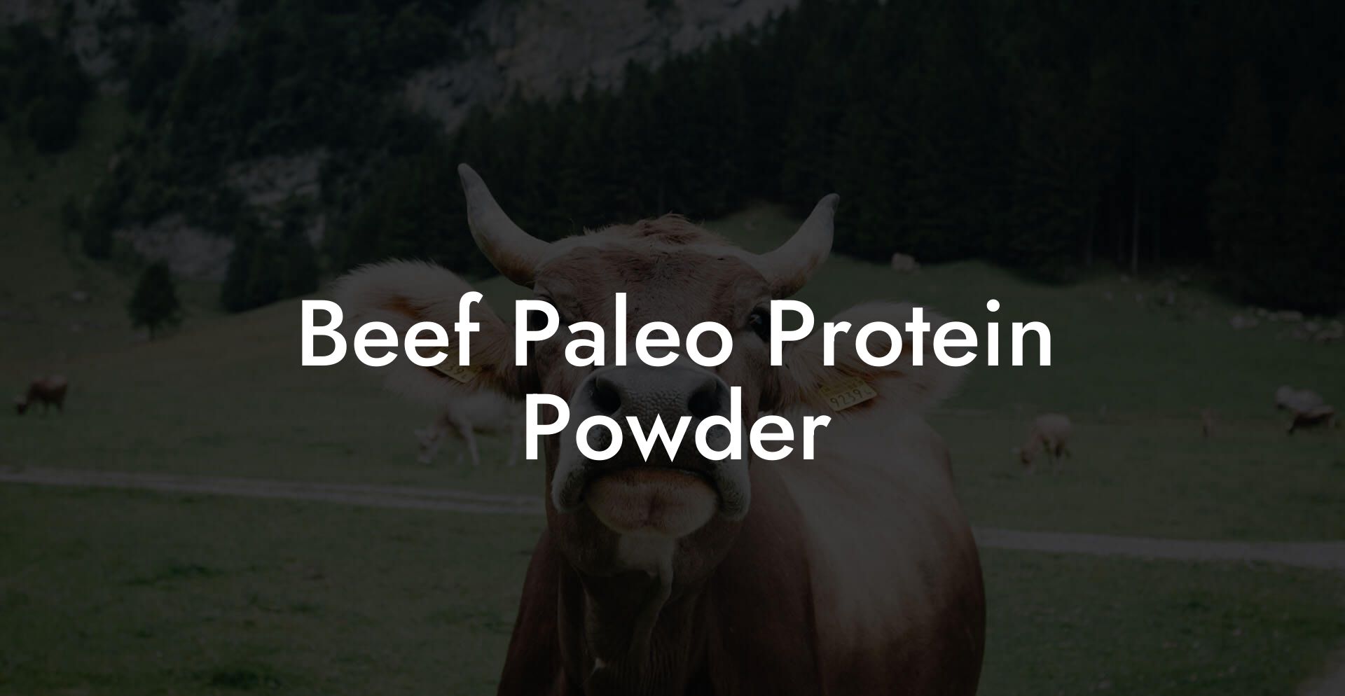 Beef Paleo Protein Powder