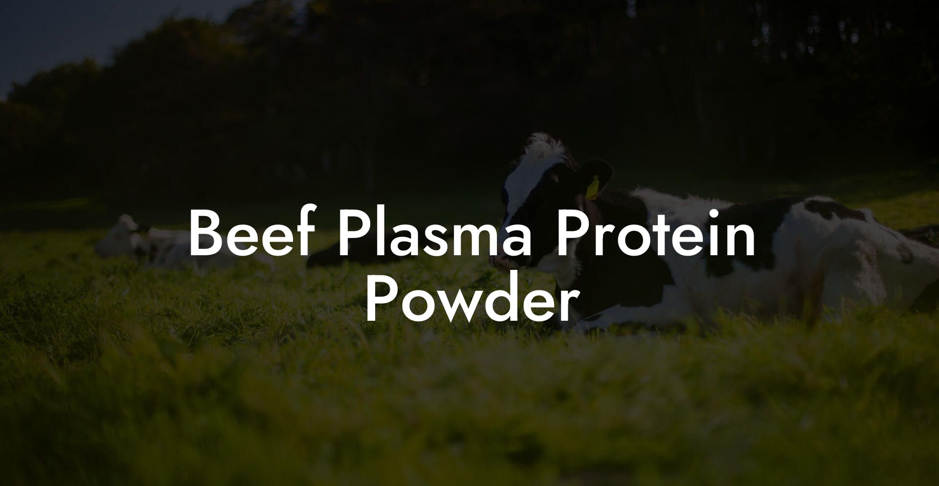 Beef Plasma Protein Powder