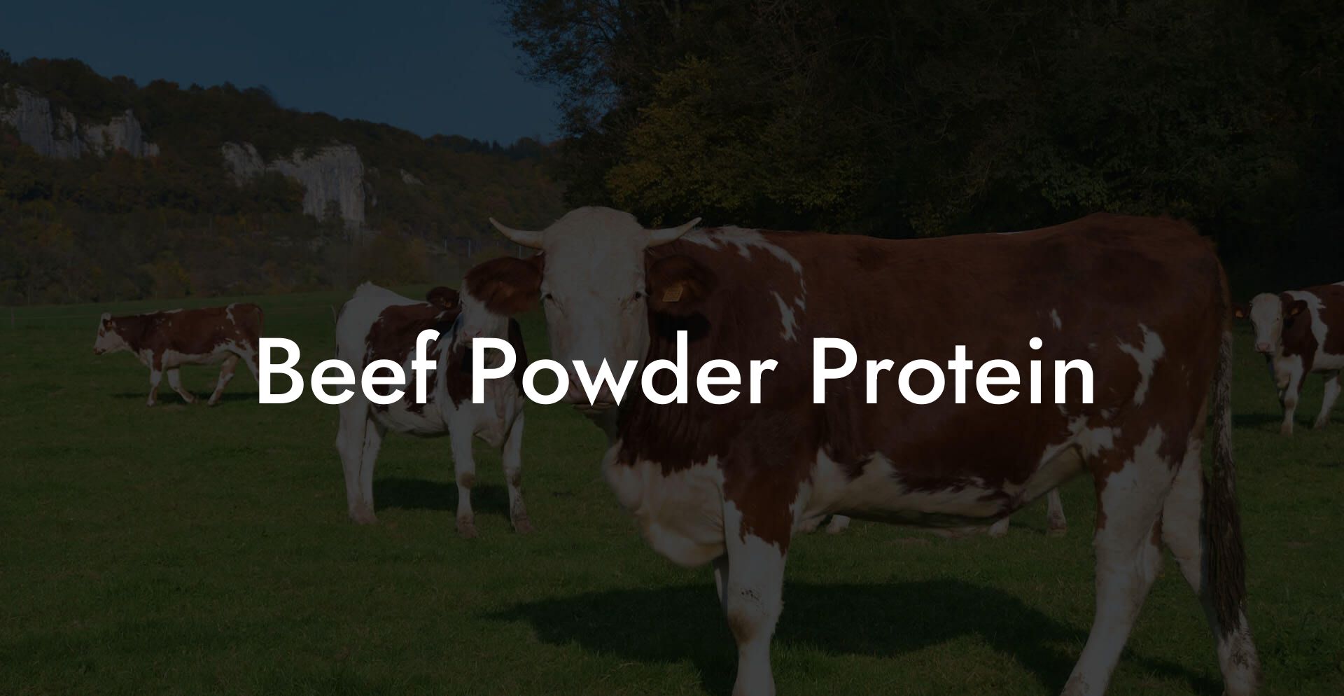 Beef Powder Protein