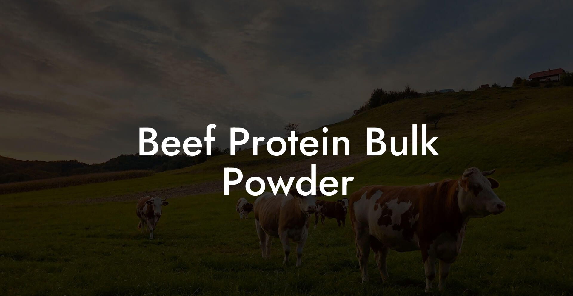 Beef Protein Bulk Powder