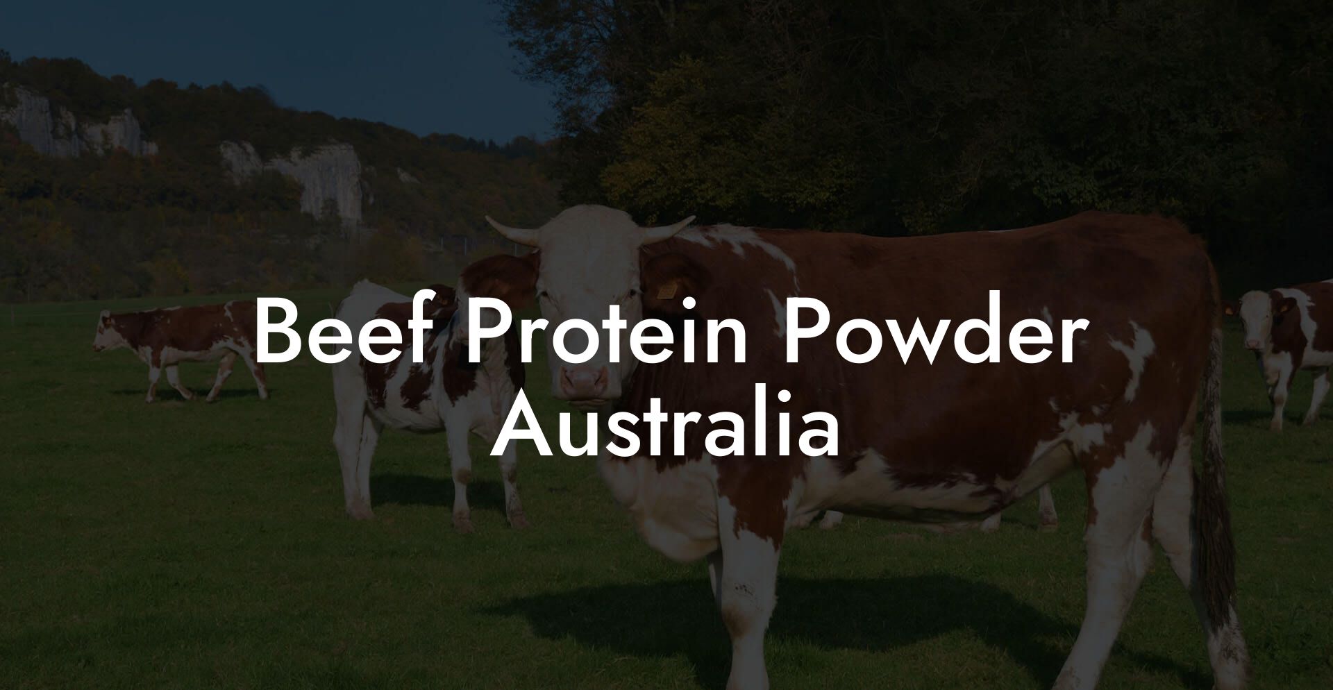 Beef Protein Powder Australia