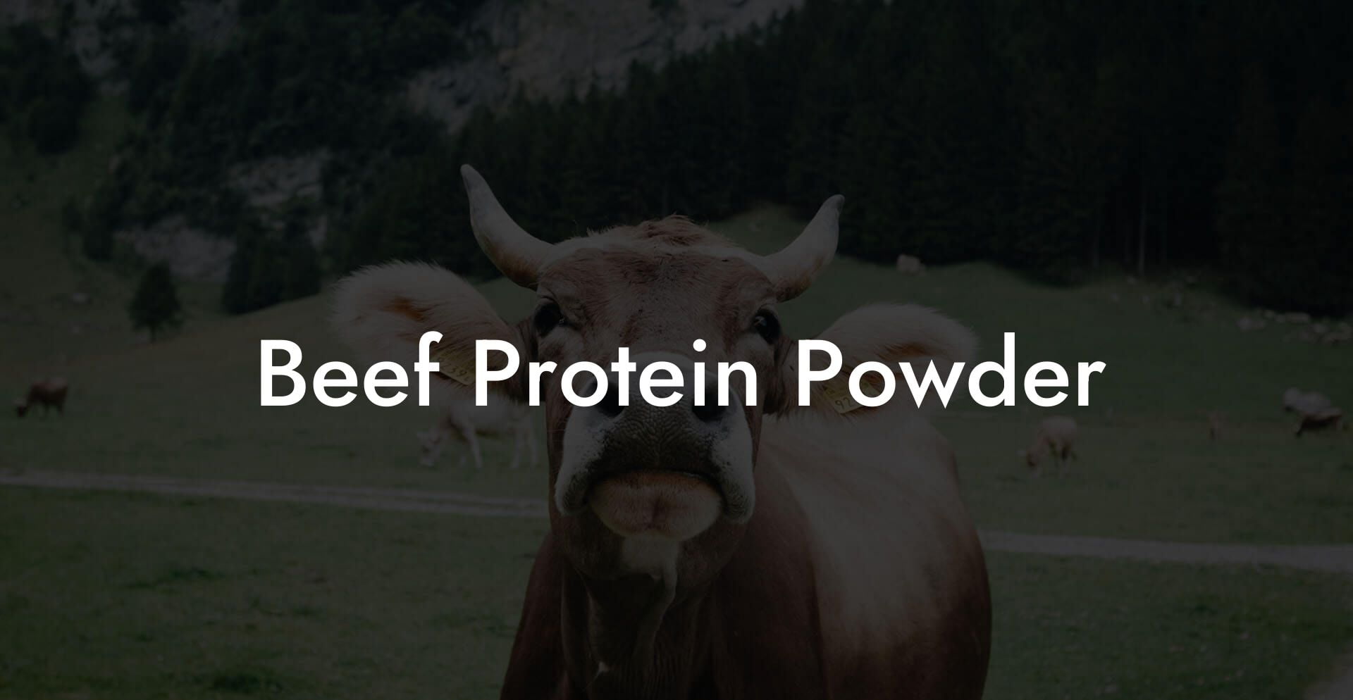 Beef Protein Powder