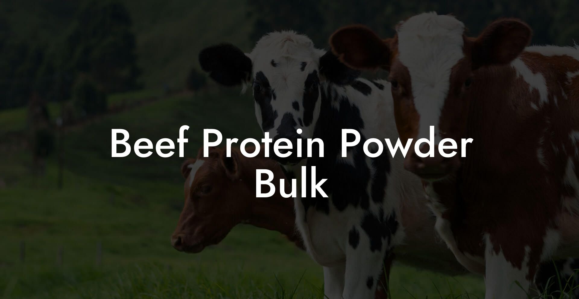 Beef Protein Powder Bulk