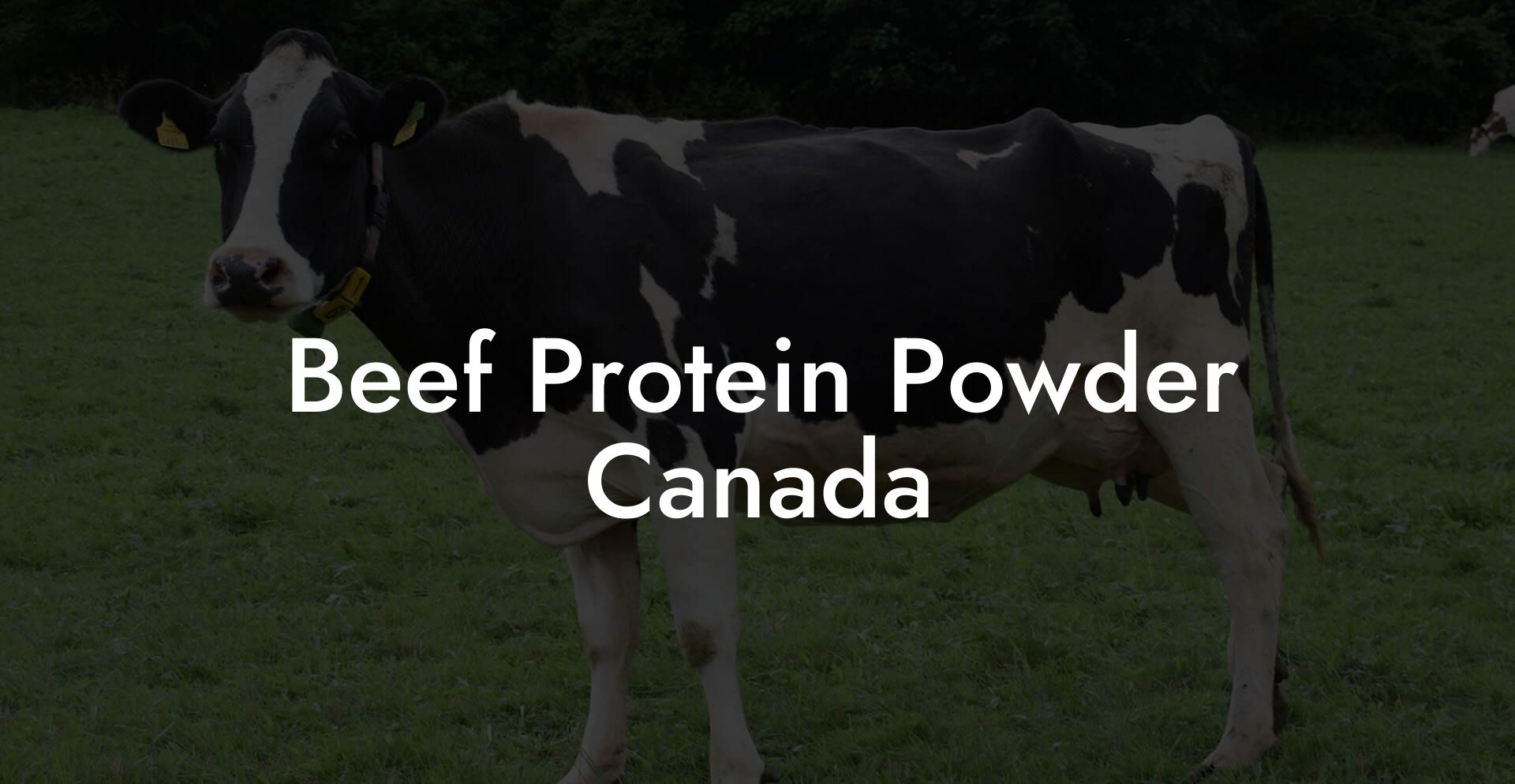 Beef Protein Powder Canada