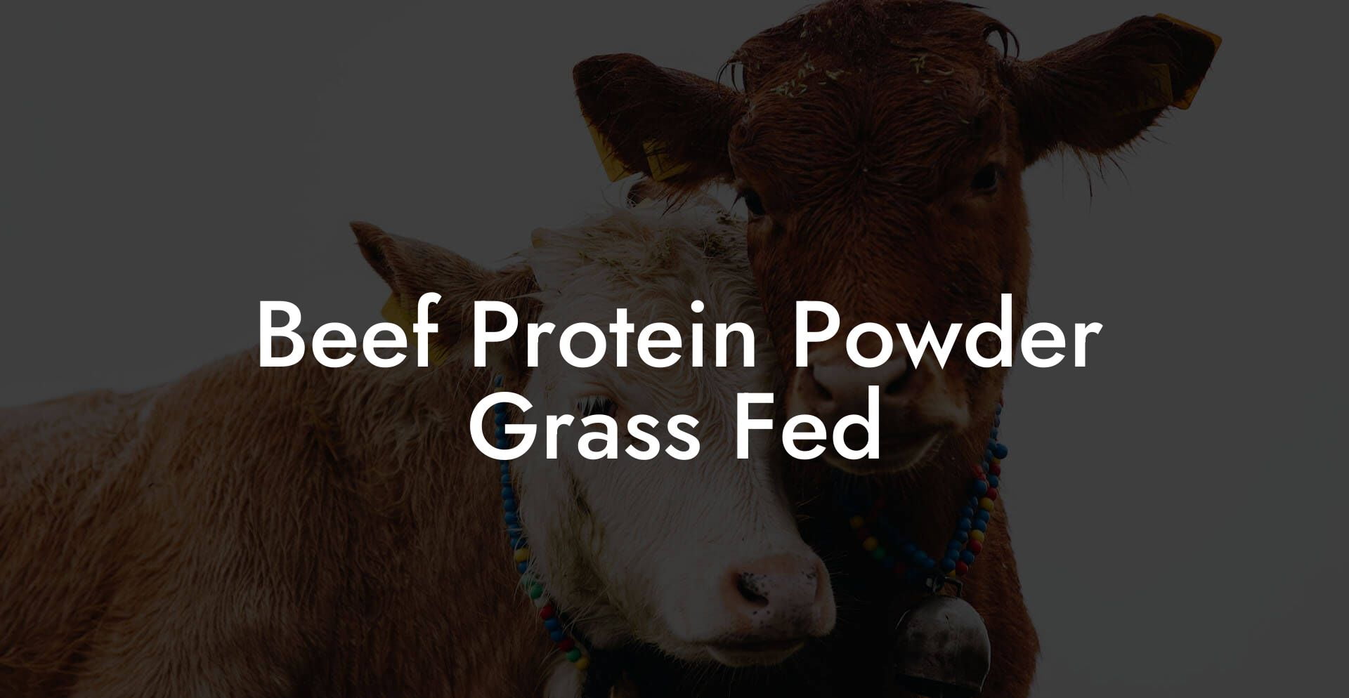 Beef Protein Powder Grass Fed