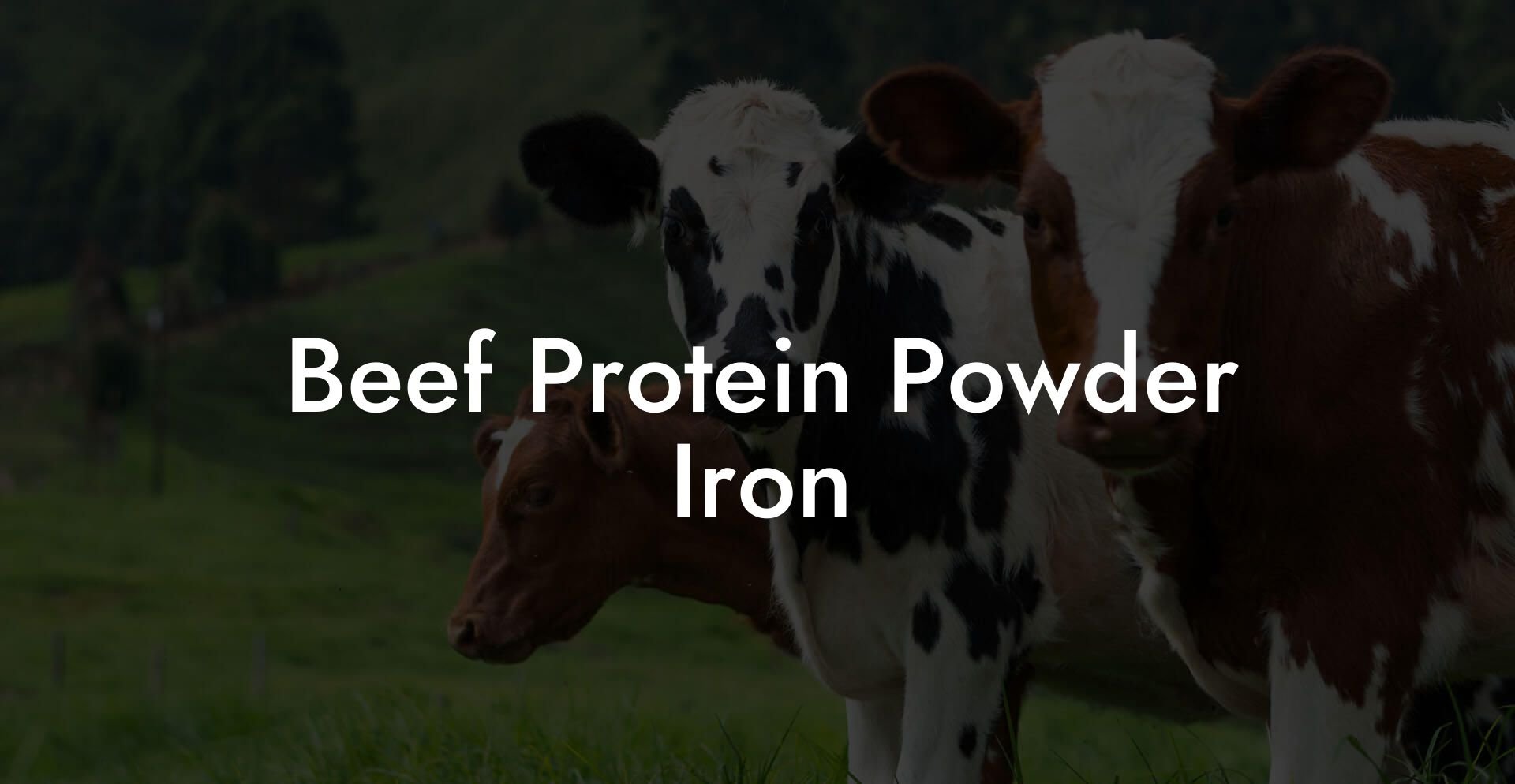 Beef Protein Powder Iron