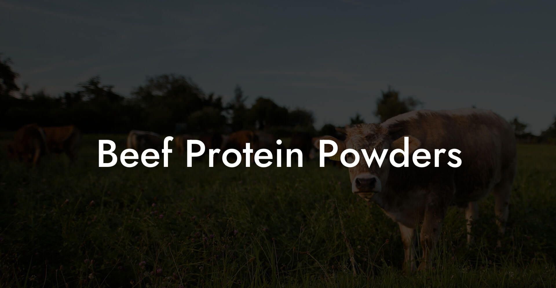 Beef Protein Powders