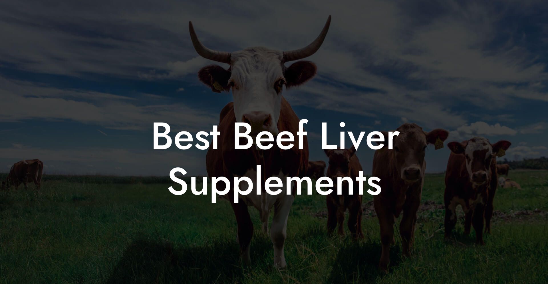 Best Beef Liver Supplements
