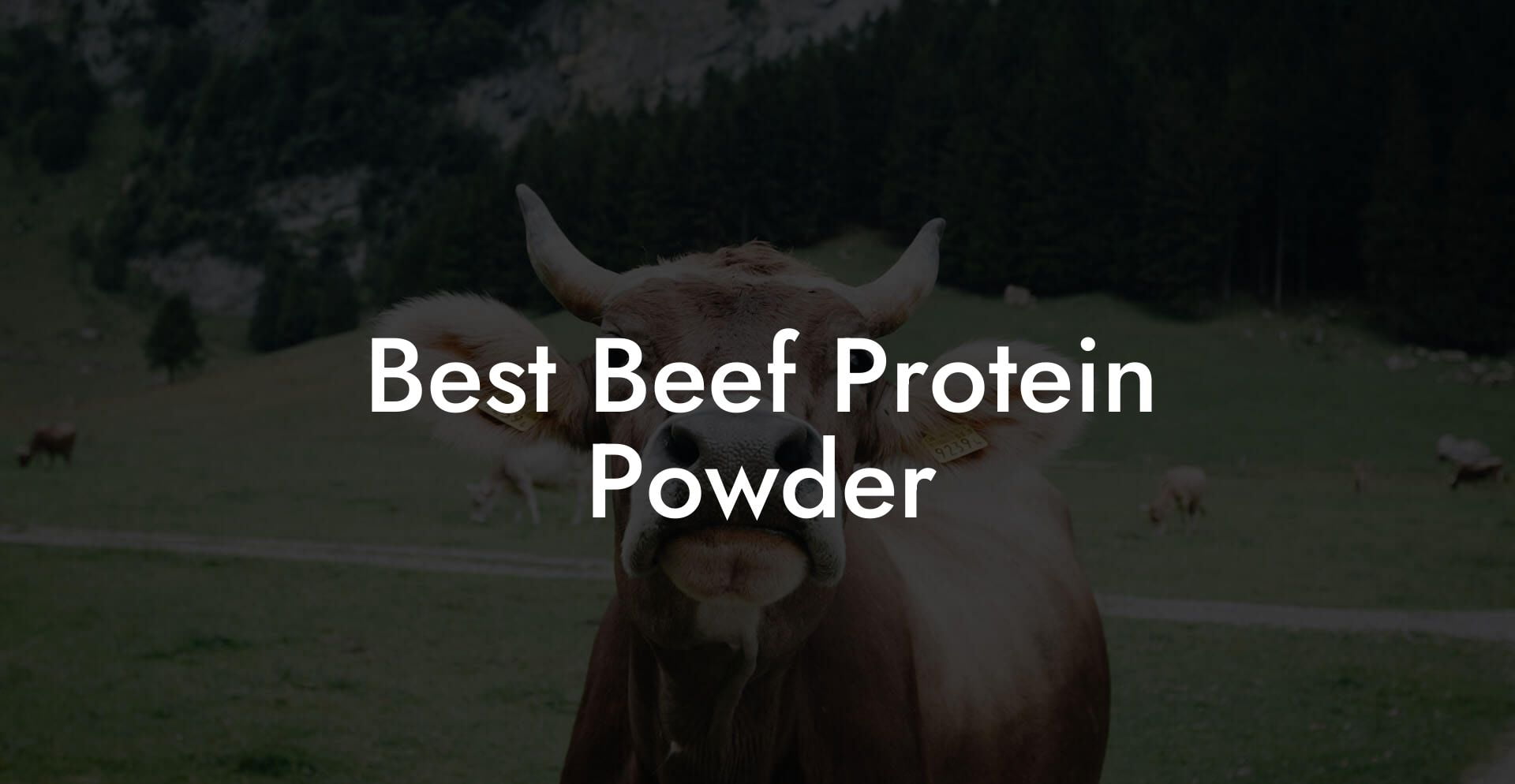 Best Beef Protein Powder
