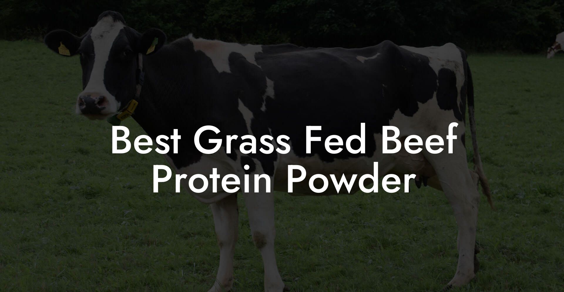 Best Grass Fed Beef Protein Powder