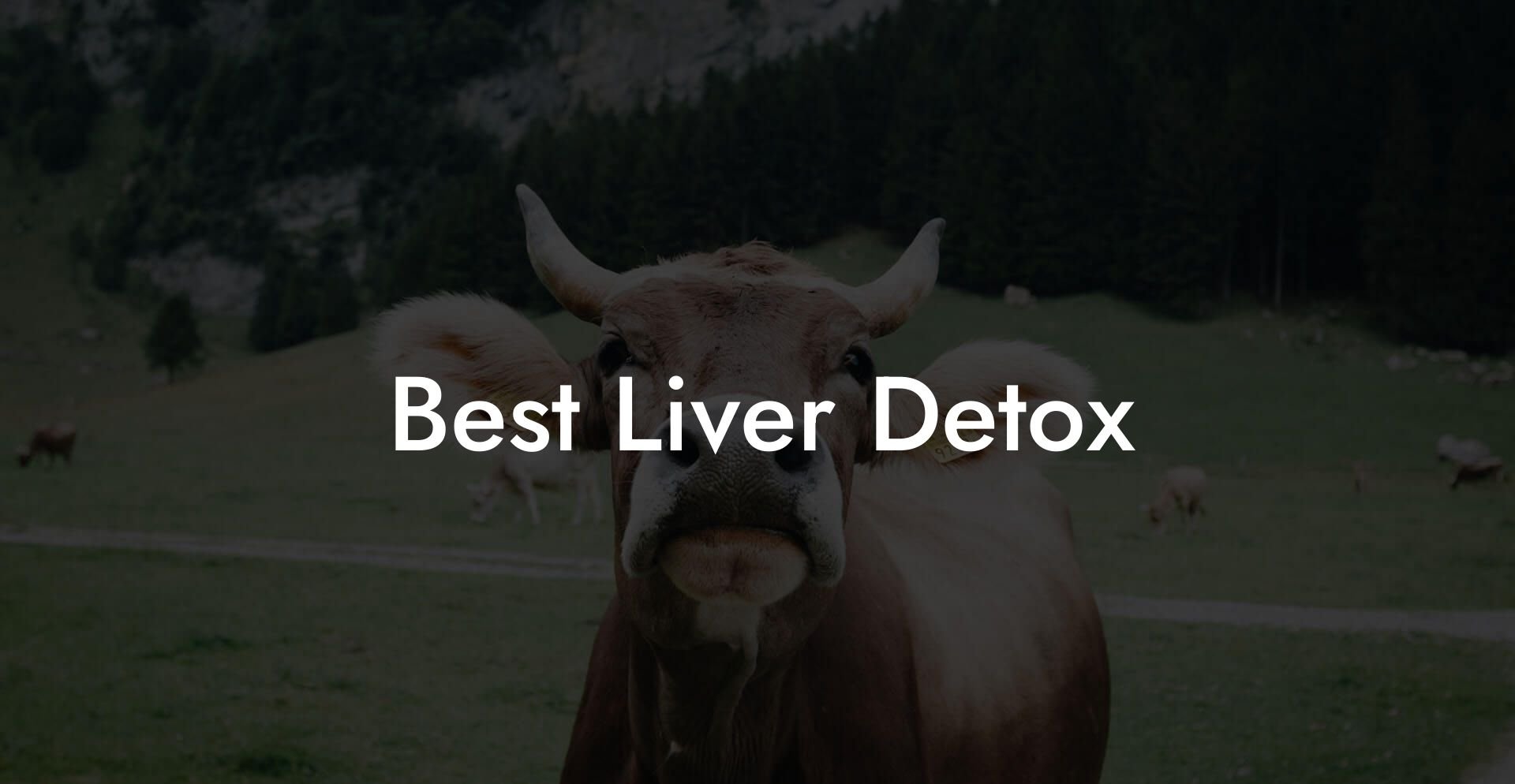 Best Liver Detox