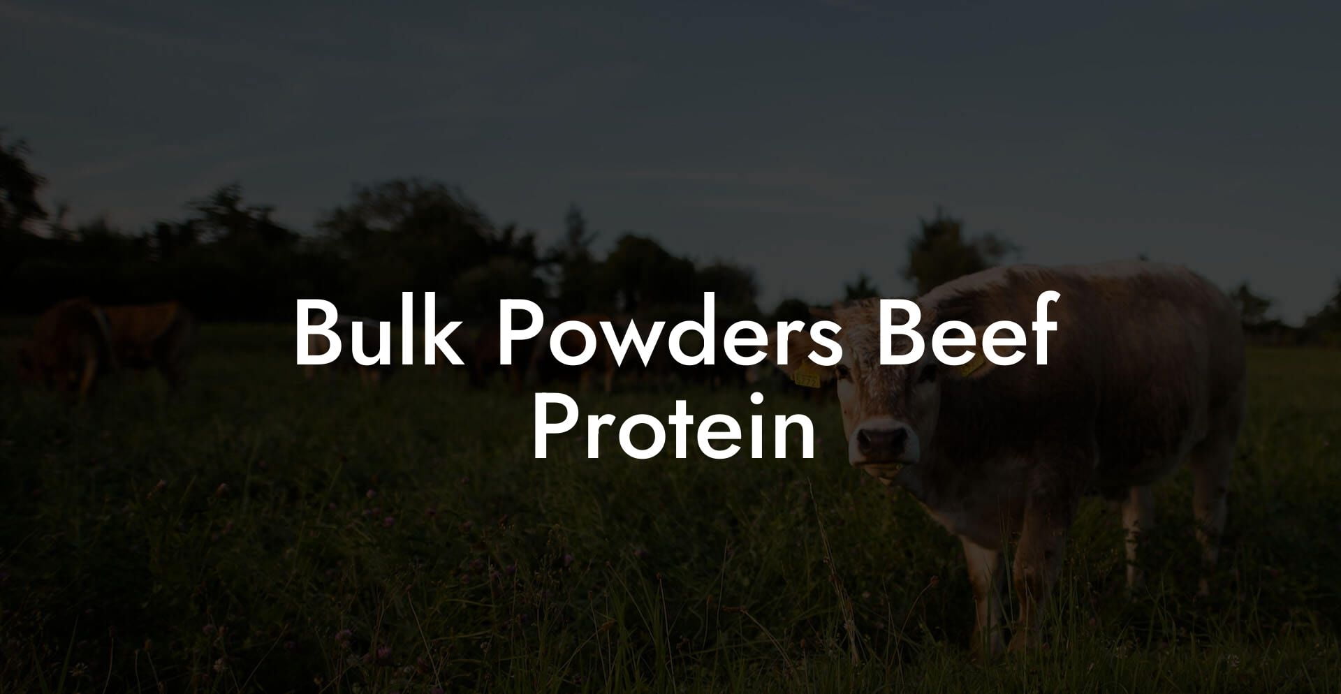 Bulk Powders Beef Protein