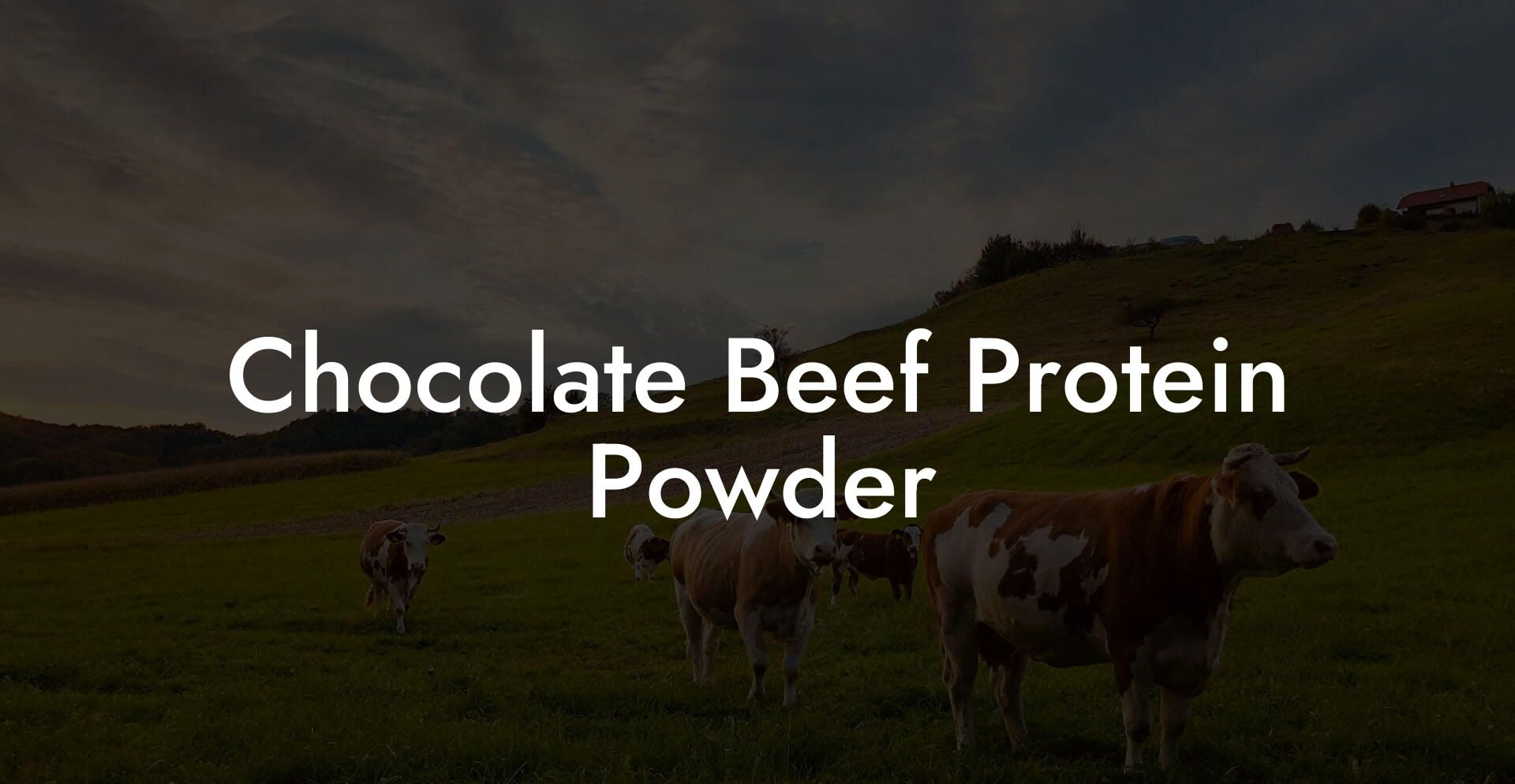 Chocolate Beef Protein Powder