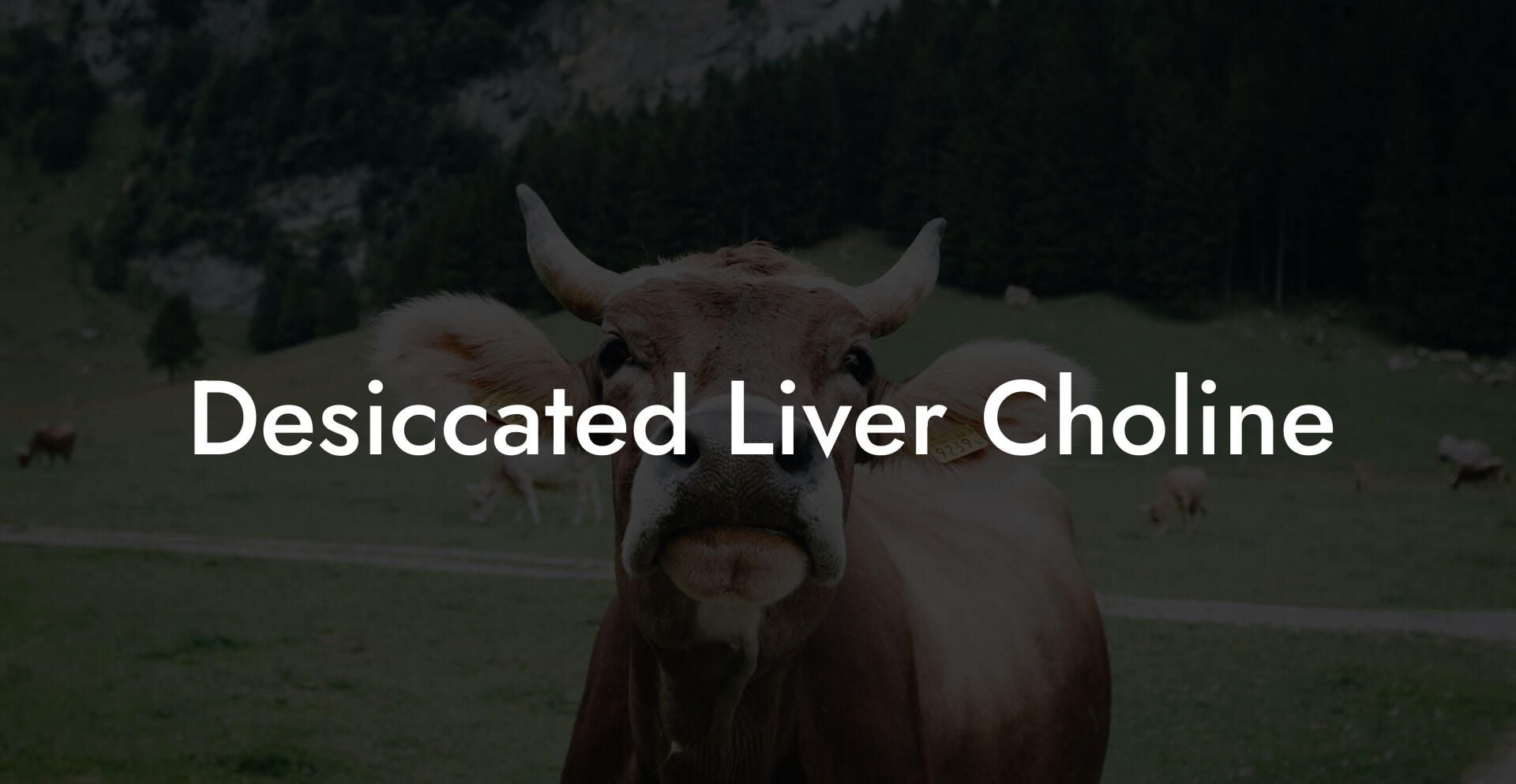 Desiccated Liver Choline