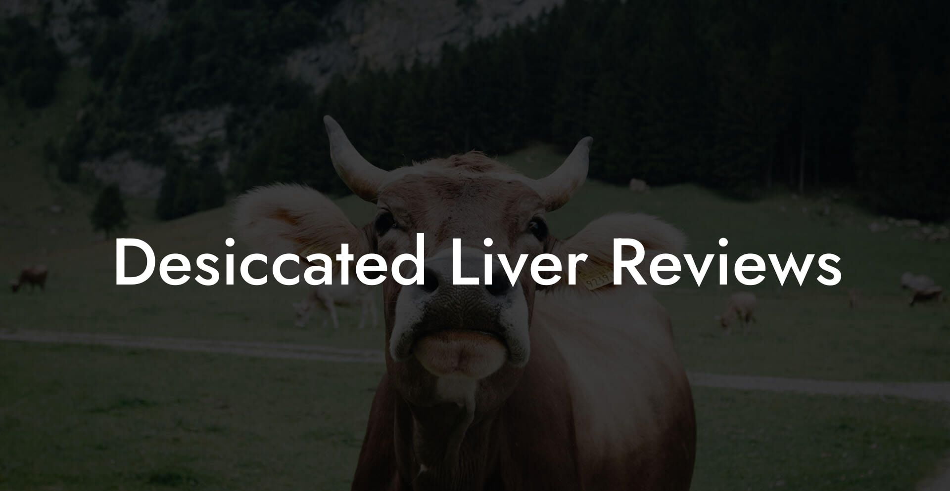 Desiccated Liver Reviews