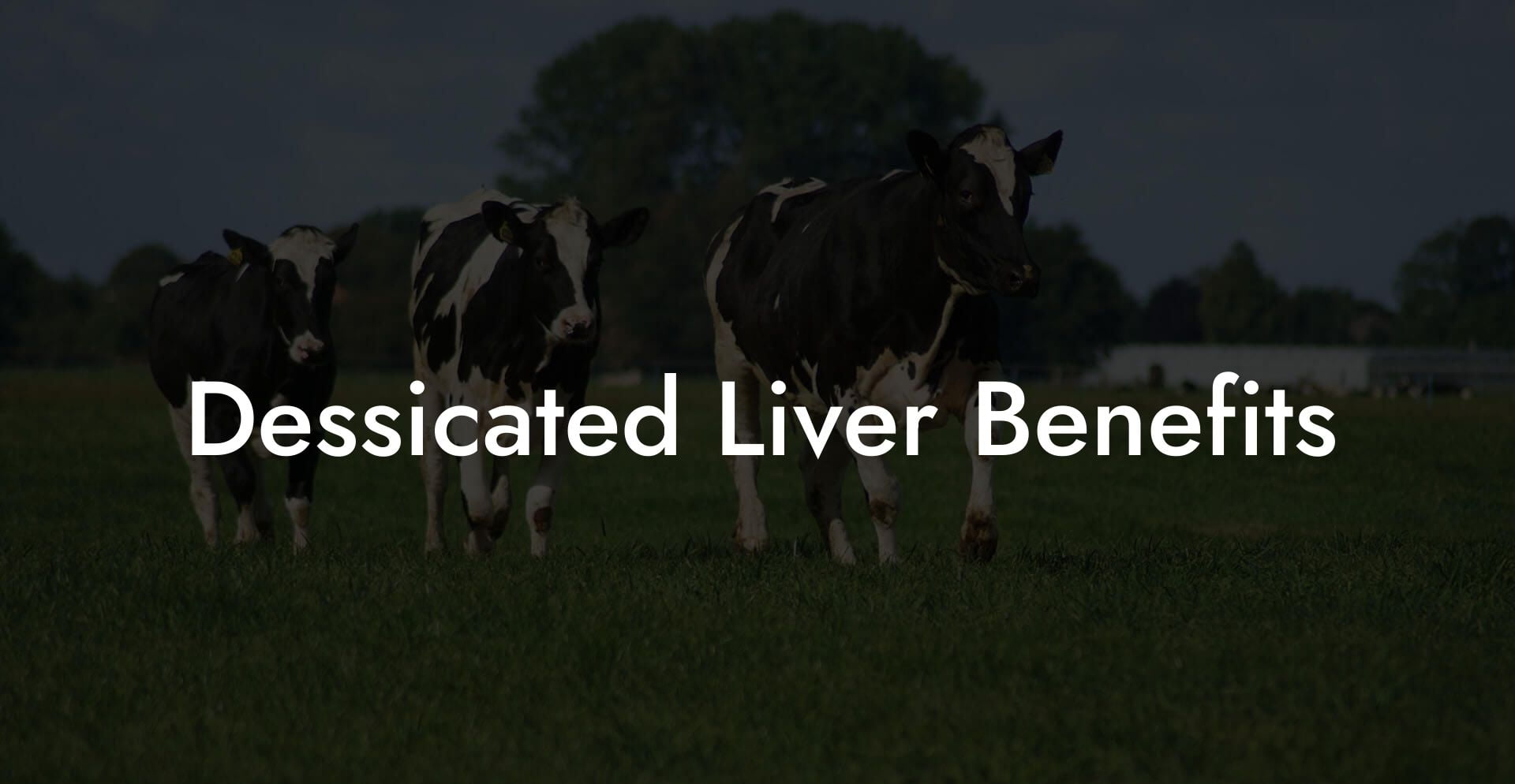 Dessicated Liver Benefits
