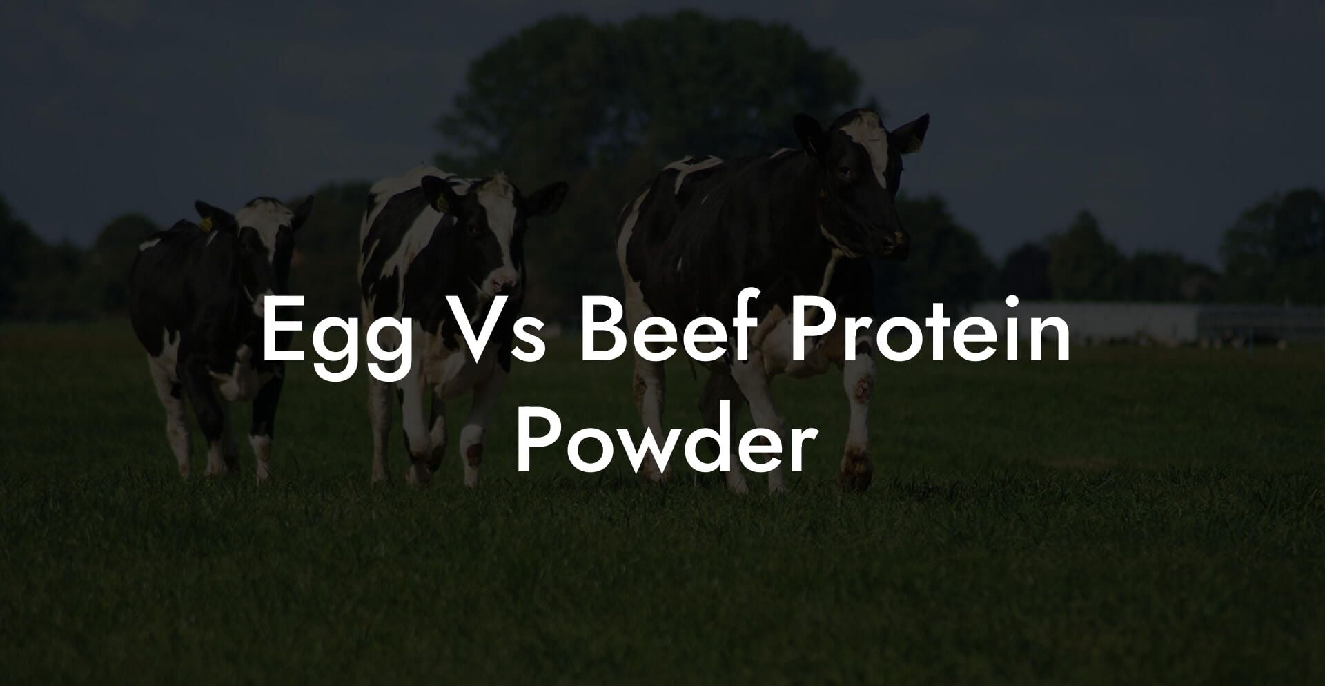 Egg Vs Beef Protein Powder