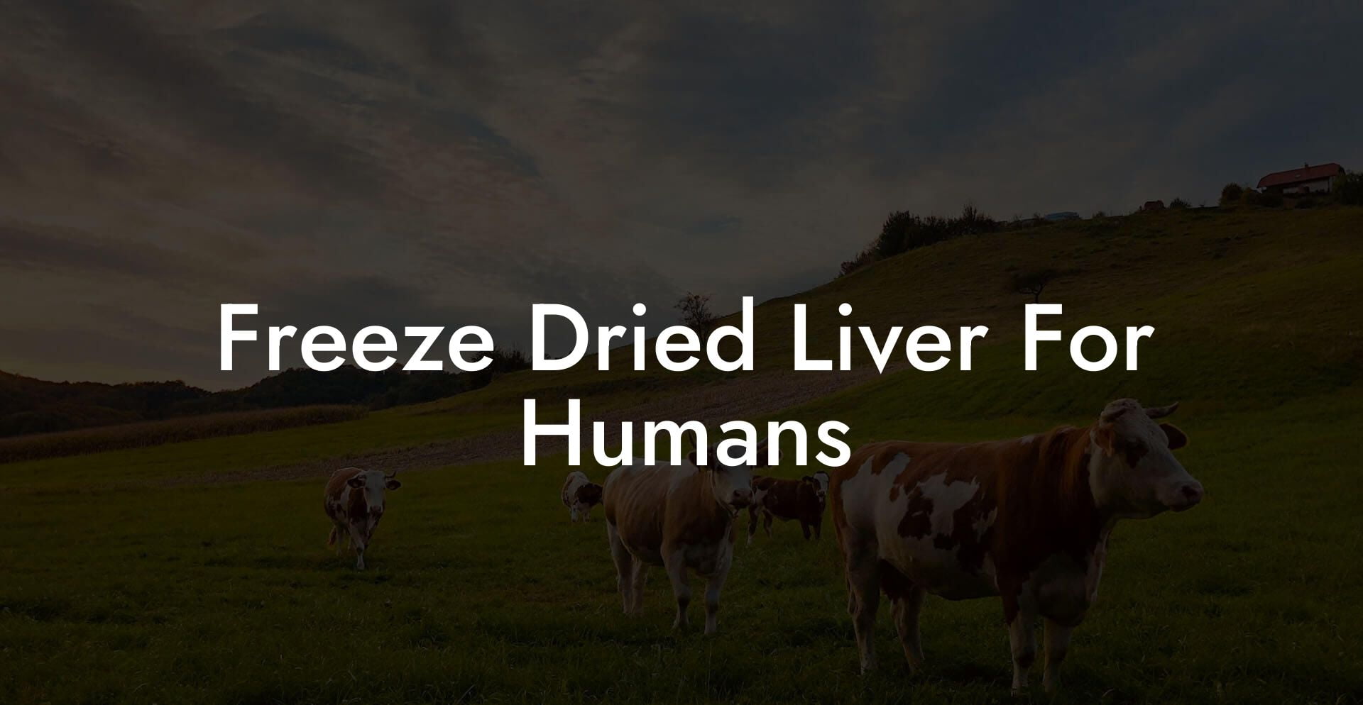 Freeze Dried Liver For Humans