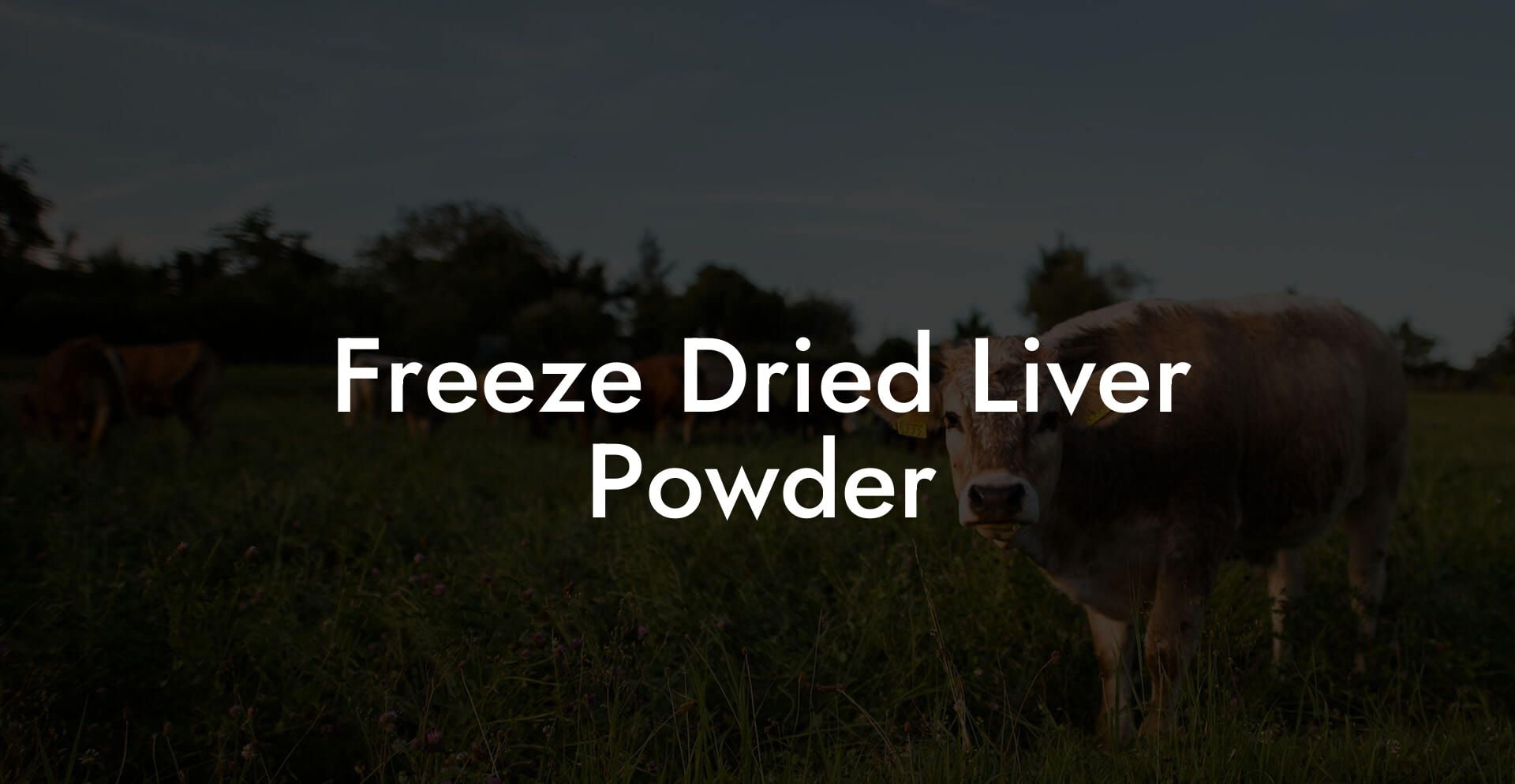 Freeze Dried Liver Powder