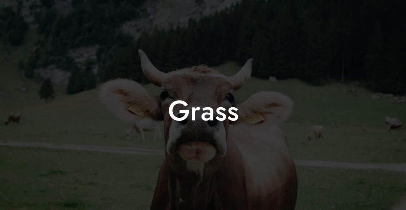 Grass