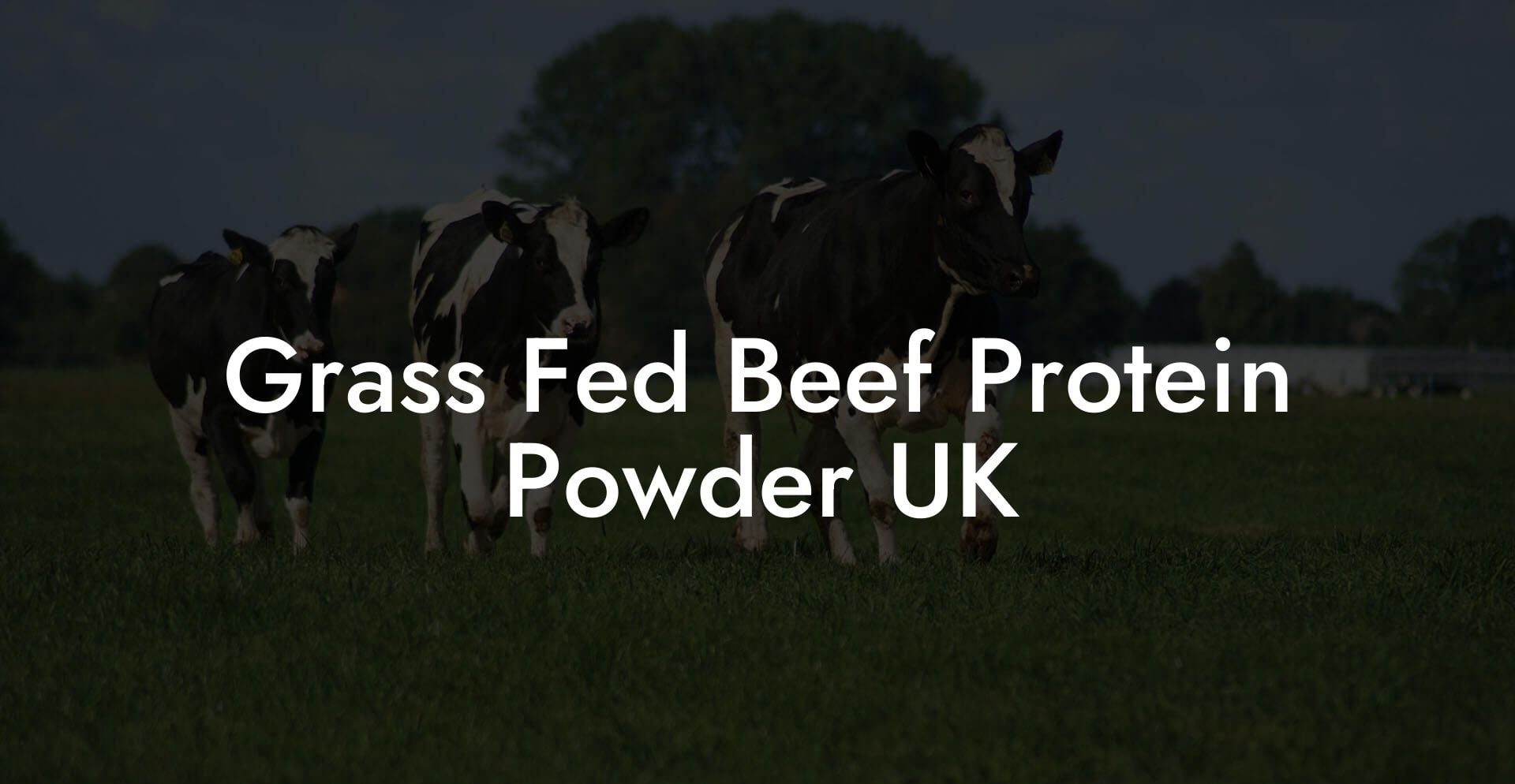 Grass Fed Beef Protein Powder UK