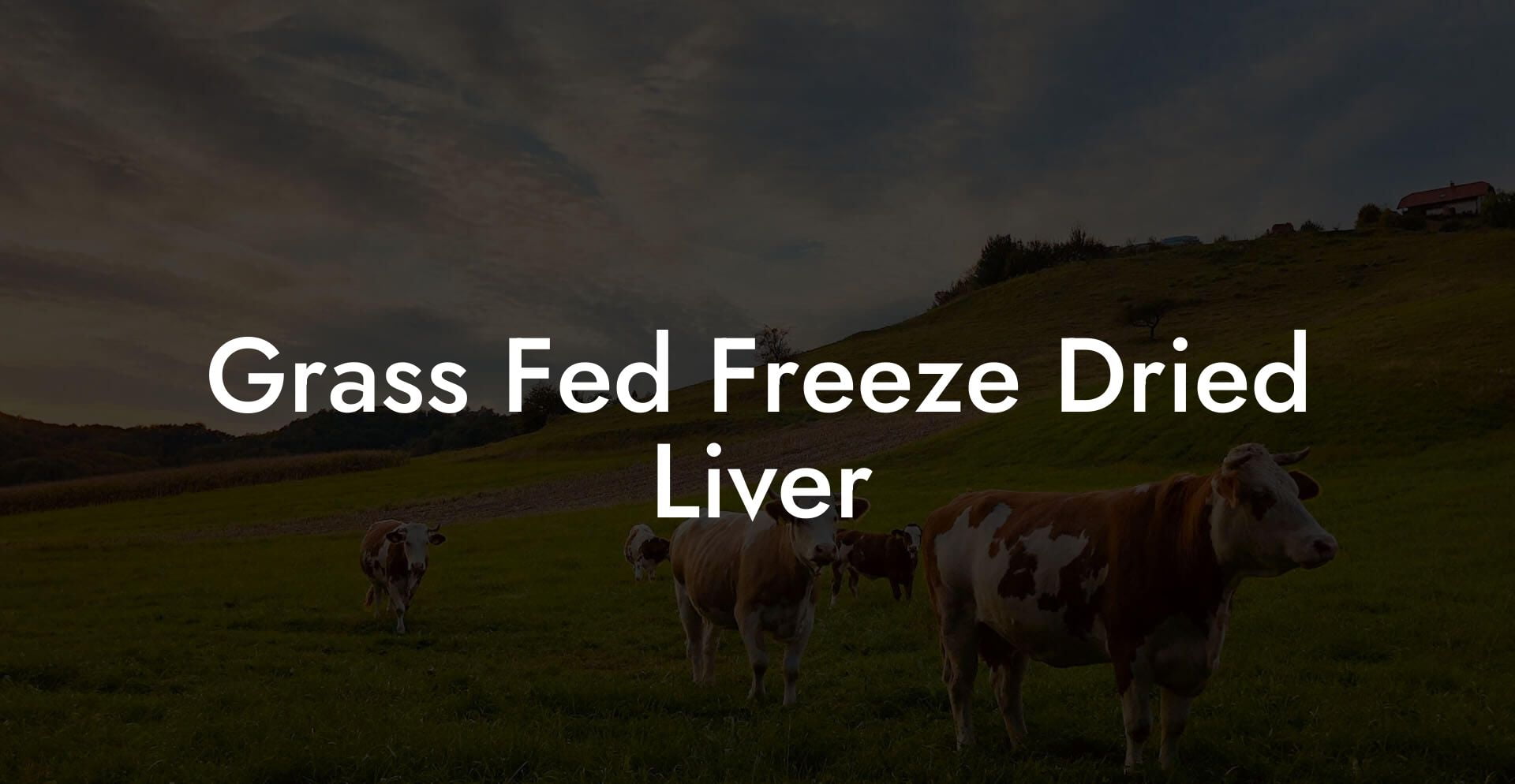 Grass Fed Freeze Dried Liver