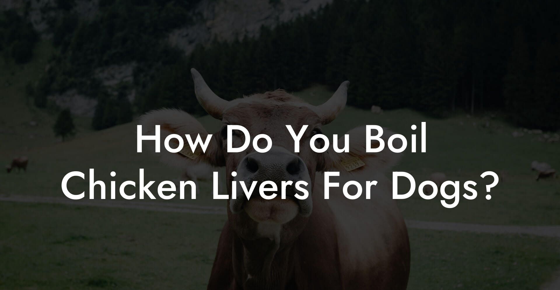 How Do You Boil Chicken Livers For Dogs?