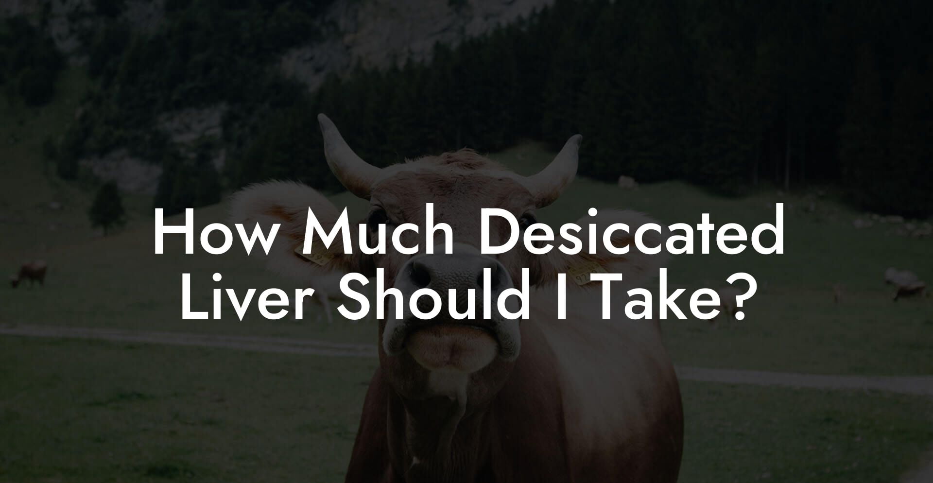 How Much Desiccated Liver Should I Take?