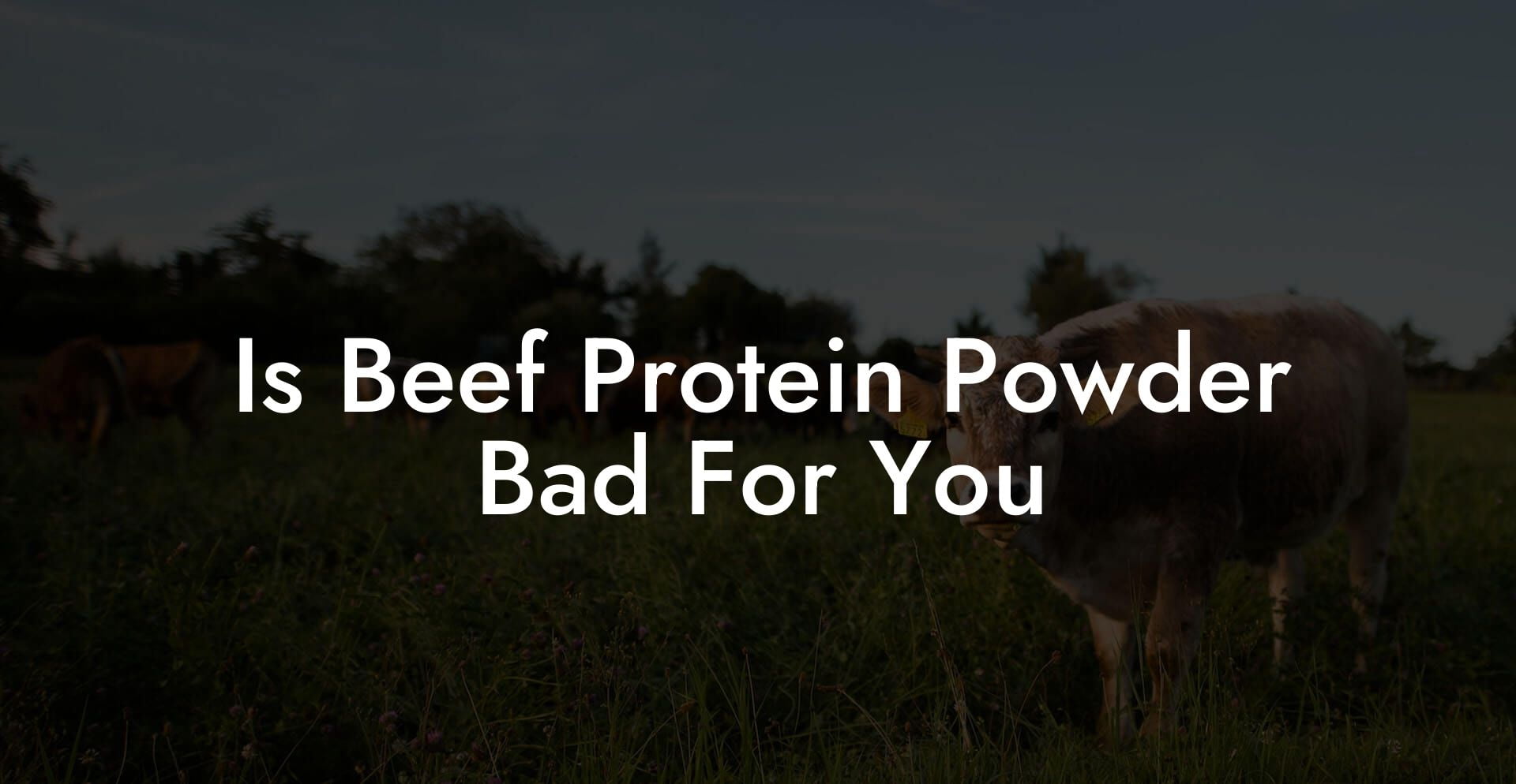 Is Beef Protein Powder Bad For You