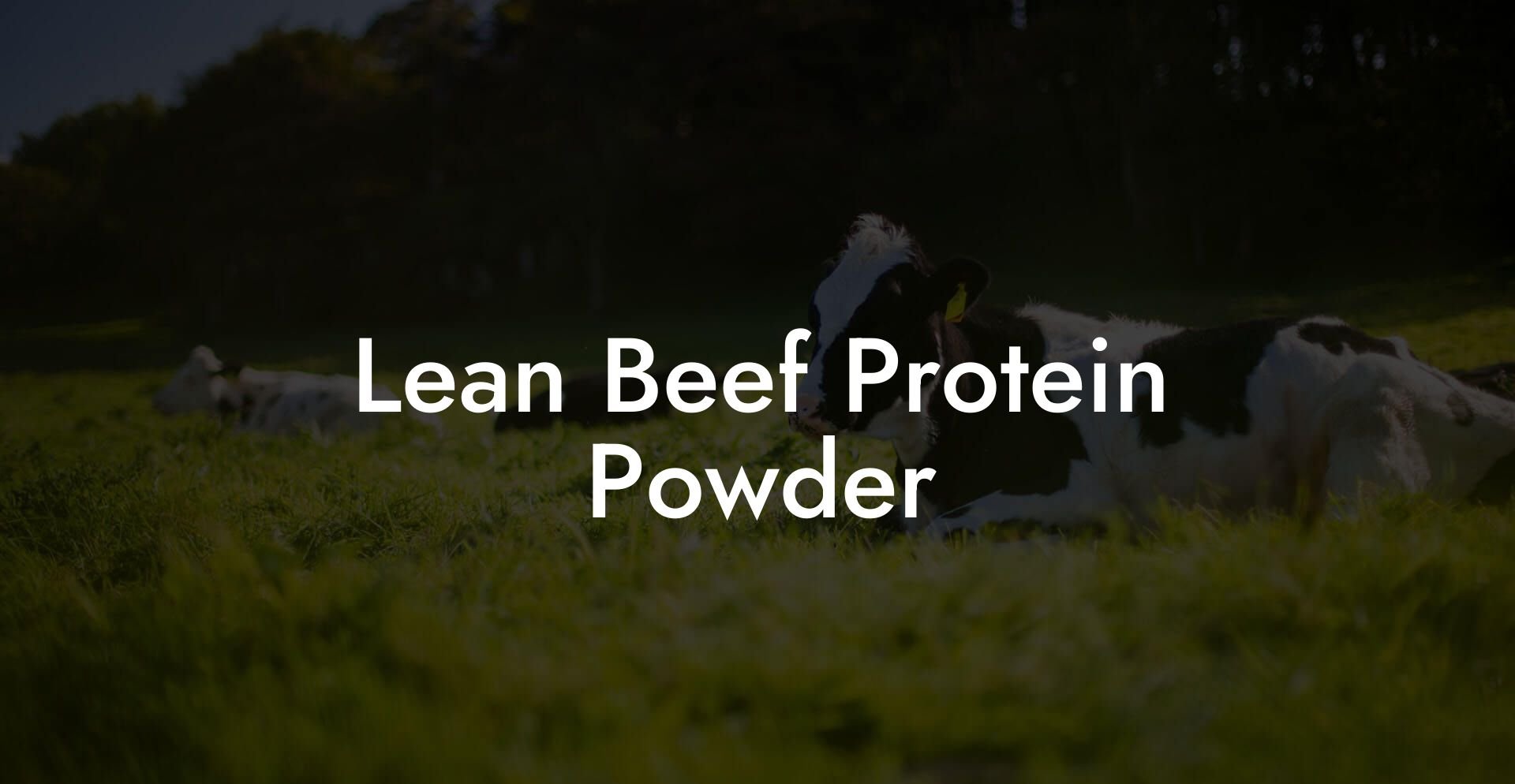 Lean Beef Protein Powder