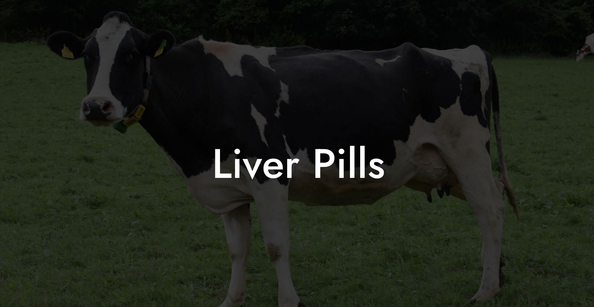 Liver Pills