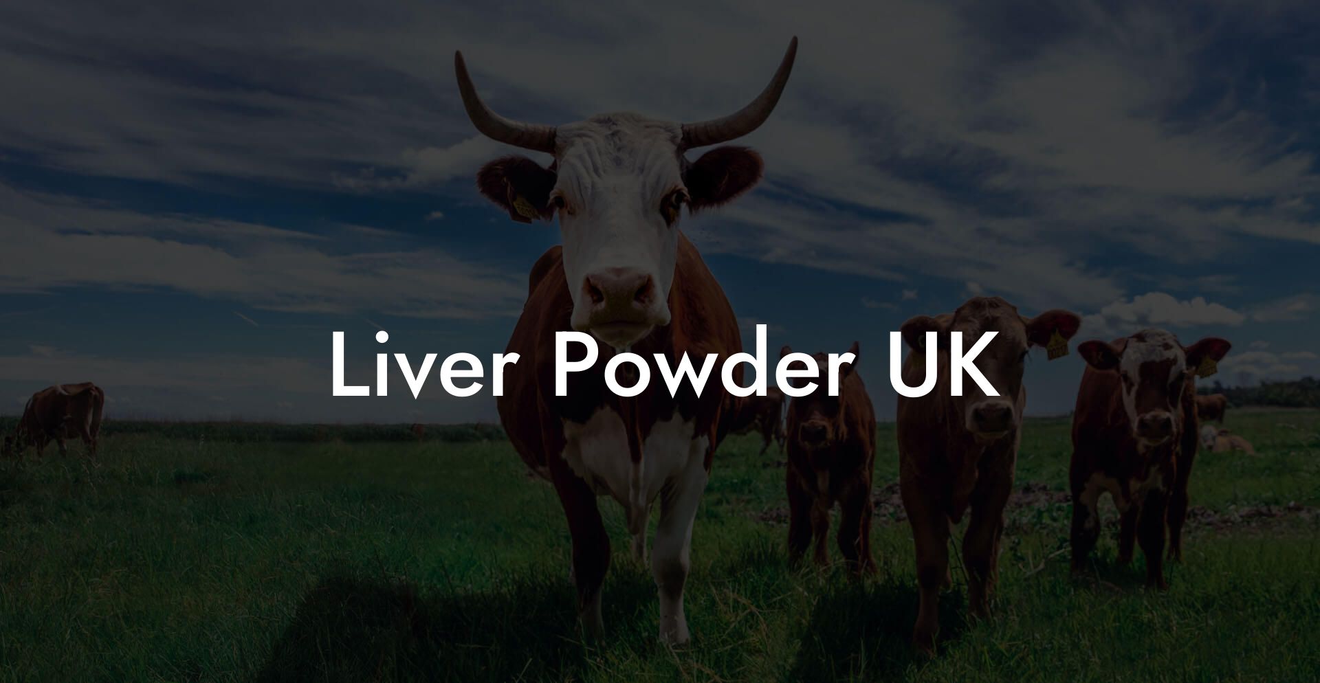 Liver Powder UK