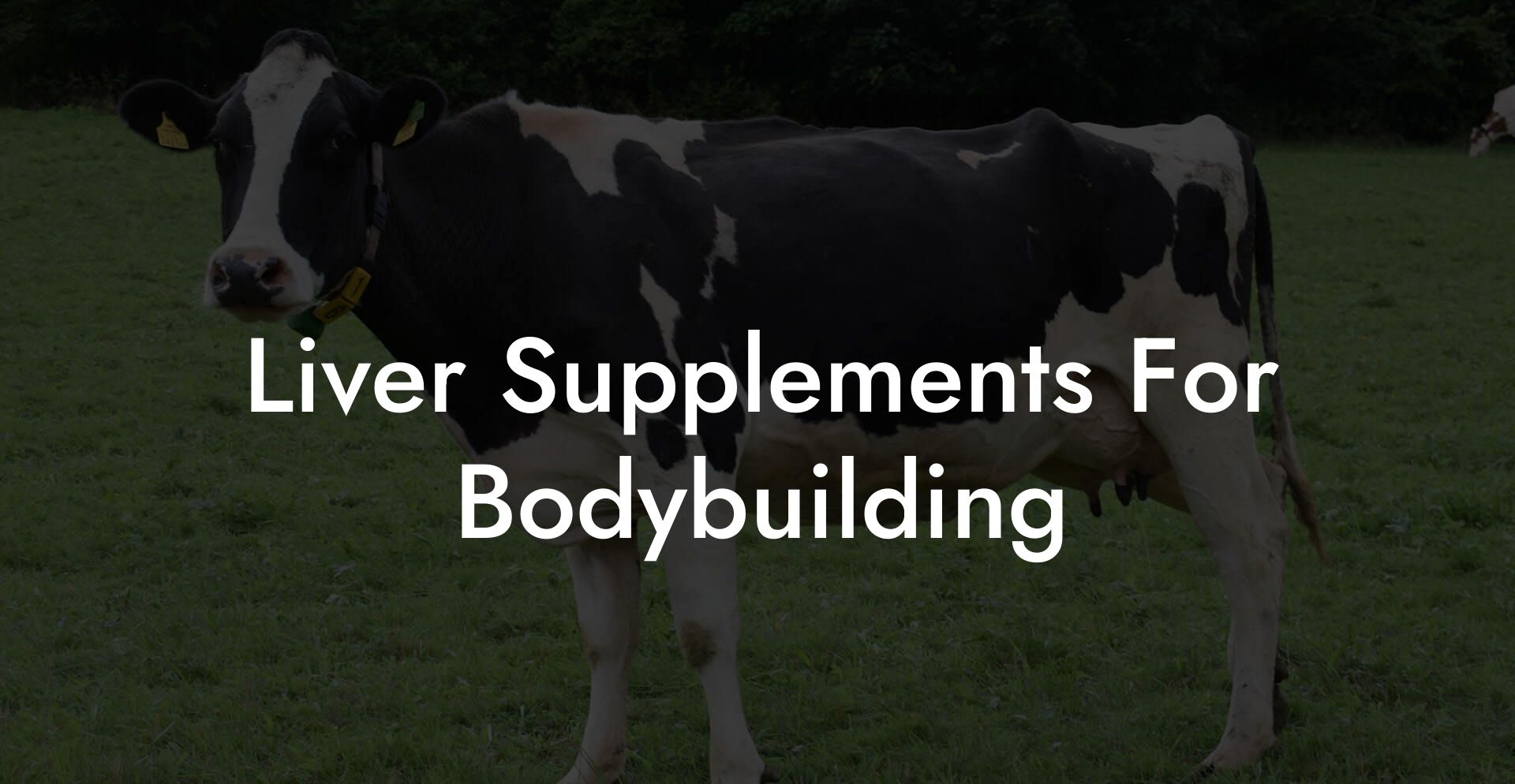 Liver Supplements For Bodybuilding