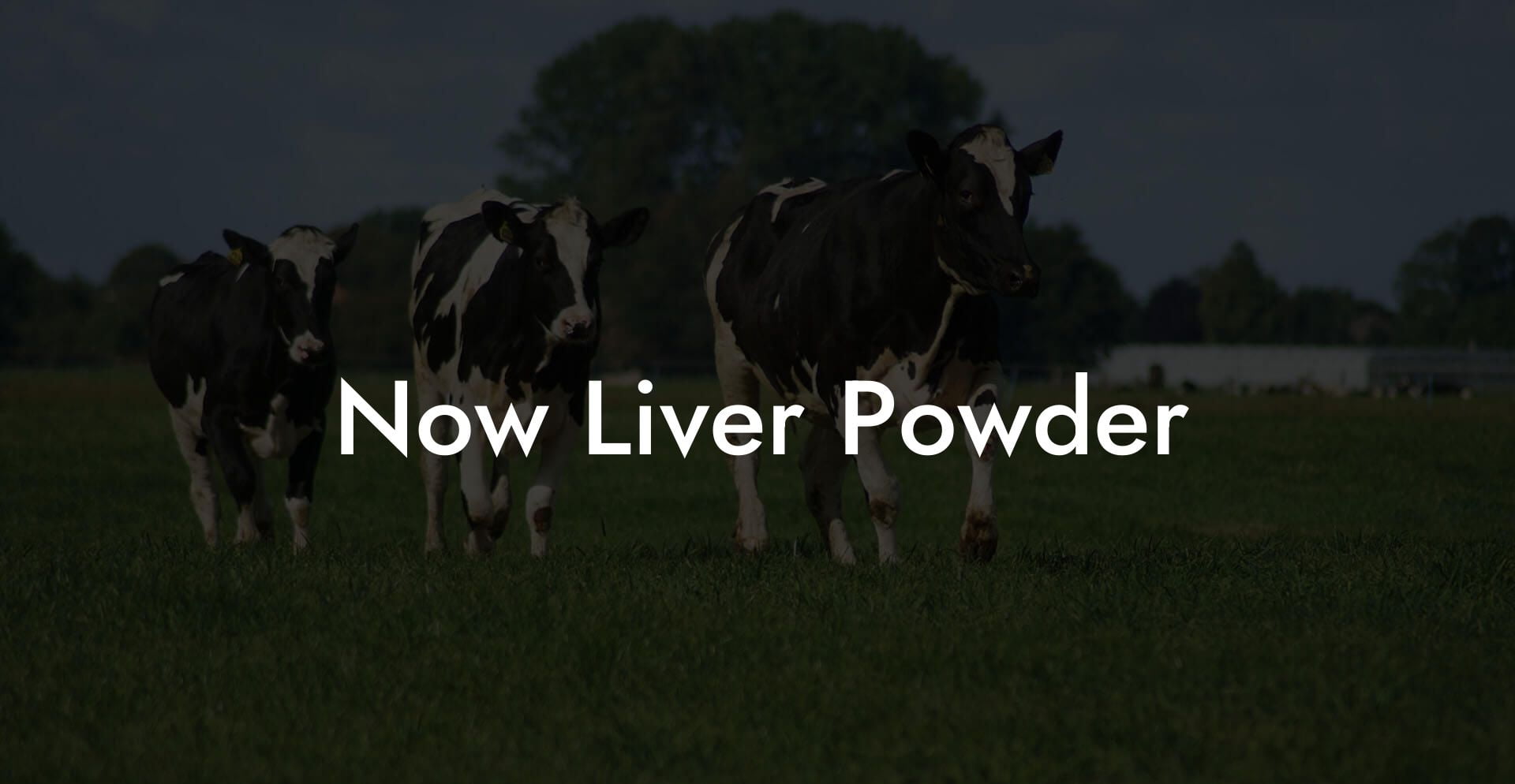 Now Liver Powder