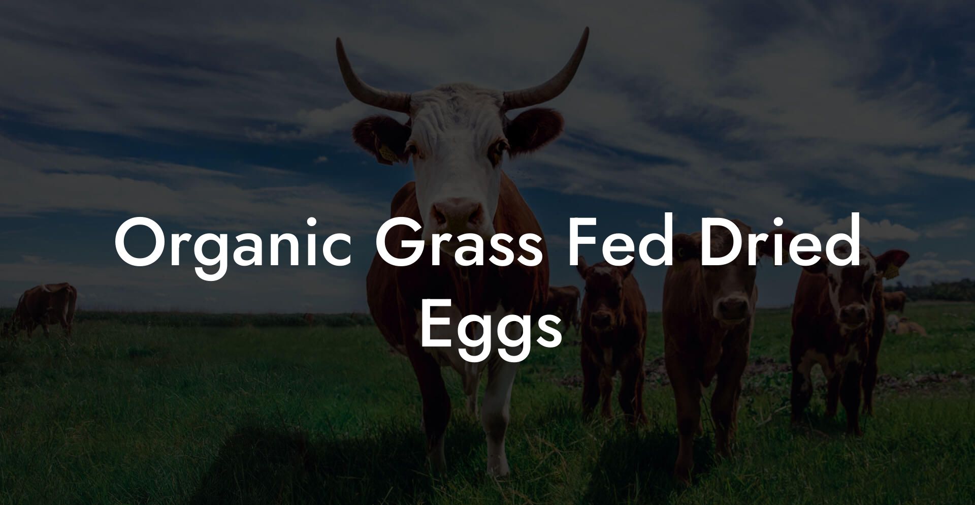 Organic Grass Fed Dried Eggs