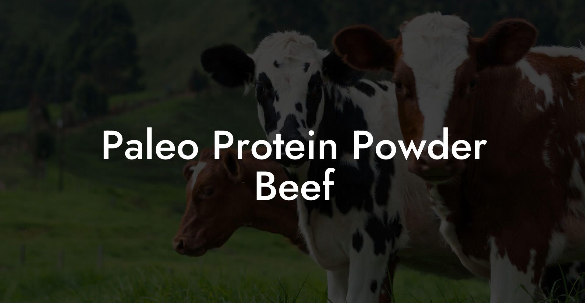 Paleo Protein Powder Beef