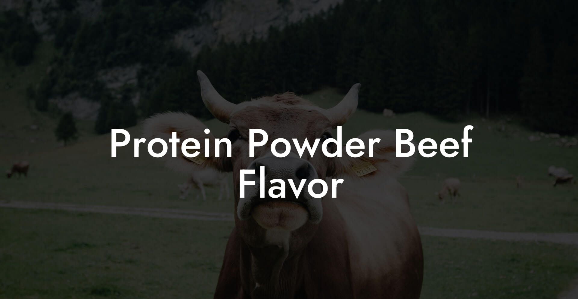 Protein Powder Beef Flavor