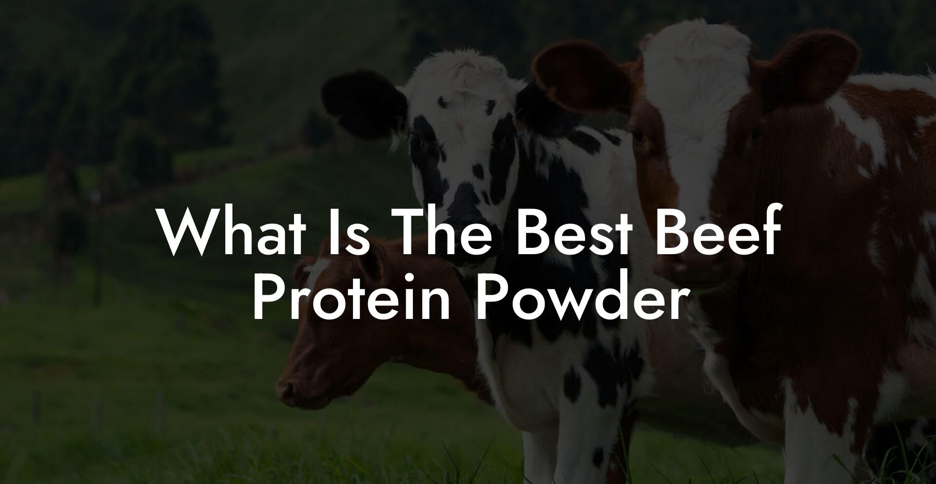What Is The Best Beef Protein Powder
