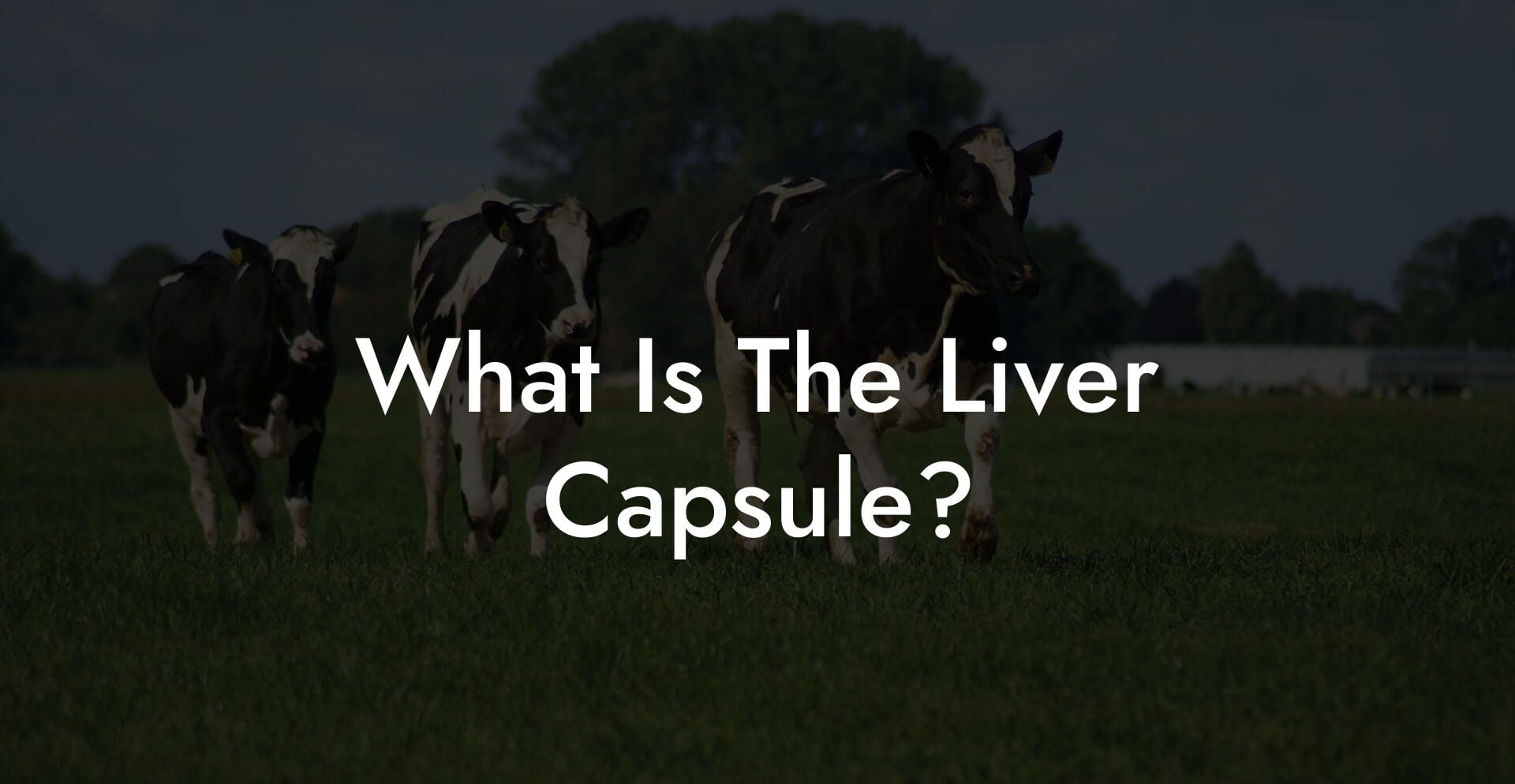 What Is The Liver Capsule?